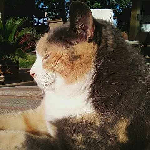 Fat Cat
