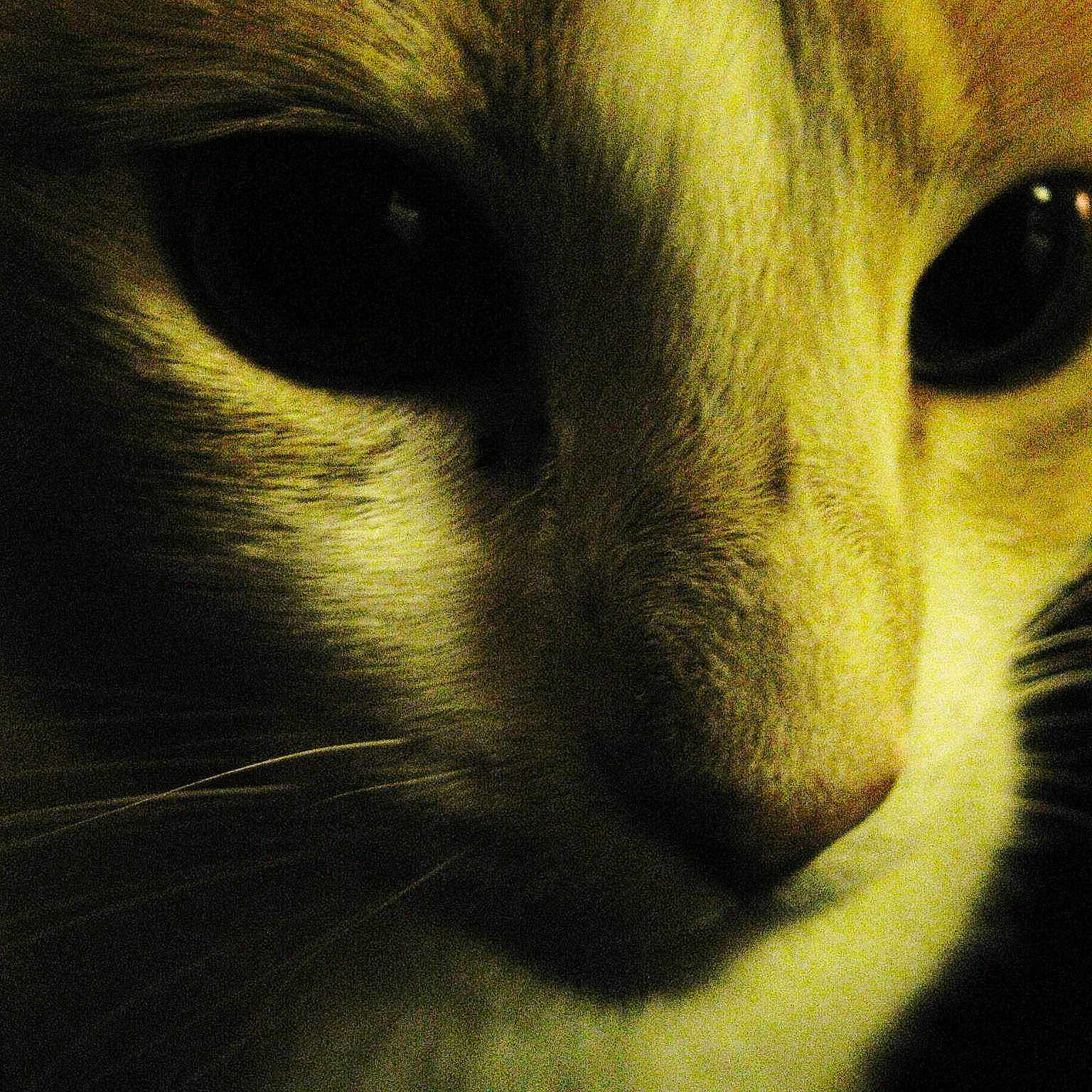 Momma Cat