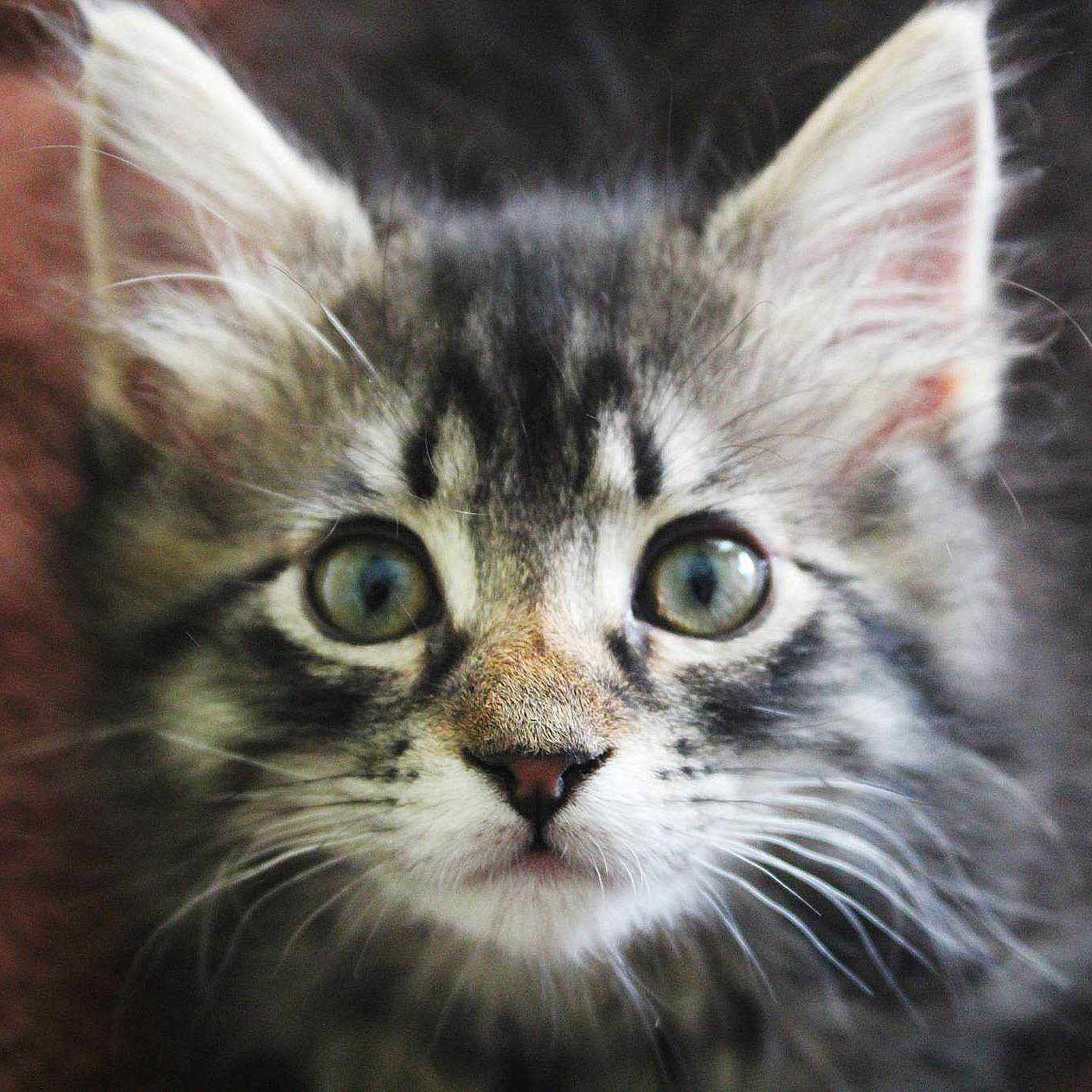 Mo