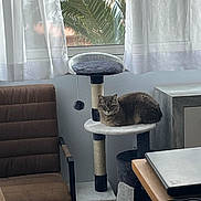 Tina a rejoint le concours — aidez-le/la à gagner de superbes lots ! animal, cat, cat_tree, chair, cozy, curtains, curtains_sheer, daylight, furniture, gray_cat, home, indoor, laptop, modern, pet, relaxed, resting, soft_light, table, window