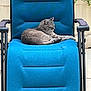 Tina a rejoint le concours — aidez-le/la à gagner de superbes lots ! animal, armchair, cat, chair, furniture, kitten, pet, recliner, rockingchair