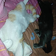 Uno Et Snooky a rejoint le concours — aidez-le/la à gagner de superbes lots ! cat, white_cat, black_cat, sleeping, bed, blanket, indoor, pet, feline, relaxed, cute, animal, fur, paw, resting, cozy, domestic, two_cats, mammal, nap