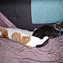 cat, cats, sleeping, couch, blanket, pillow, feline, pet, indoor, resting, cozy, fur, animal, two, relaxation, comfort, home, domestic, nap, friendship