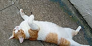 Uno Et Snooky participe au concours pour gagner de l'argent avec cette photo : cat, orange_and_white, lying_down, concrete, outdoor, curious, paws_up, wide_eyes, playful, feline, pet, fur, wall, relaxed, animal, whiskers, tail, sidewalk, ground, close_up