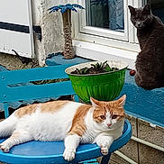 Snooky Et Uno a rejoint le concours — aidez-le/la à gagner de superbes lots ! cat, orange_and_white_cat, gray_cat, table, chair, plant_pot, window, wall, outdoor, pet, animal, relaxed, resting, feline, blue, green, garden, porch, house, daylight