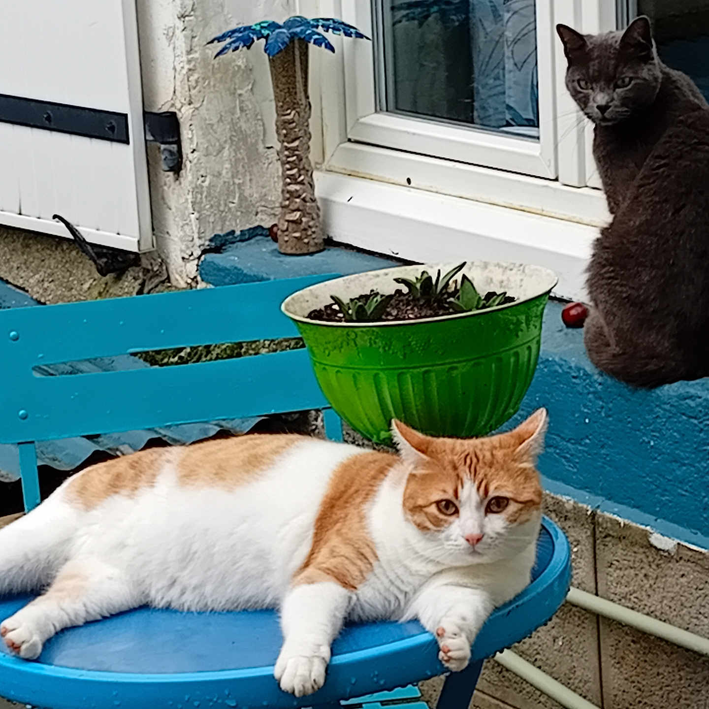 Snooky Et Uno a rejoint le concours — aidez-le/la à gagner de superbes lots ! animal, blue, cat, chair, daylight, feline, garden, gray_cat, green, house, orange_and_white_cat, outdoor, pet, plant_pot, porch, relaxed, resting, table, wall, window