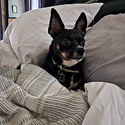 Jasper is registered to the contest to win money with this photo: dog, bed, blanket, pillow, black_dog, pet, indoor, cozy, cute, alert, collar, fur, small_dog, resting, domestic_animal, comfort, home, furniture, animal, cute_pet