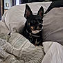 dog, bed, blanket, pillow, black_dog, pet, indoor, cozy, cute, alert, collar, fur, small_dog, resting, domestic_animal, comfort, home, furniture, animal, cute_pet