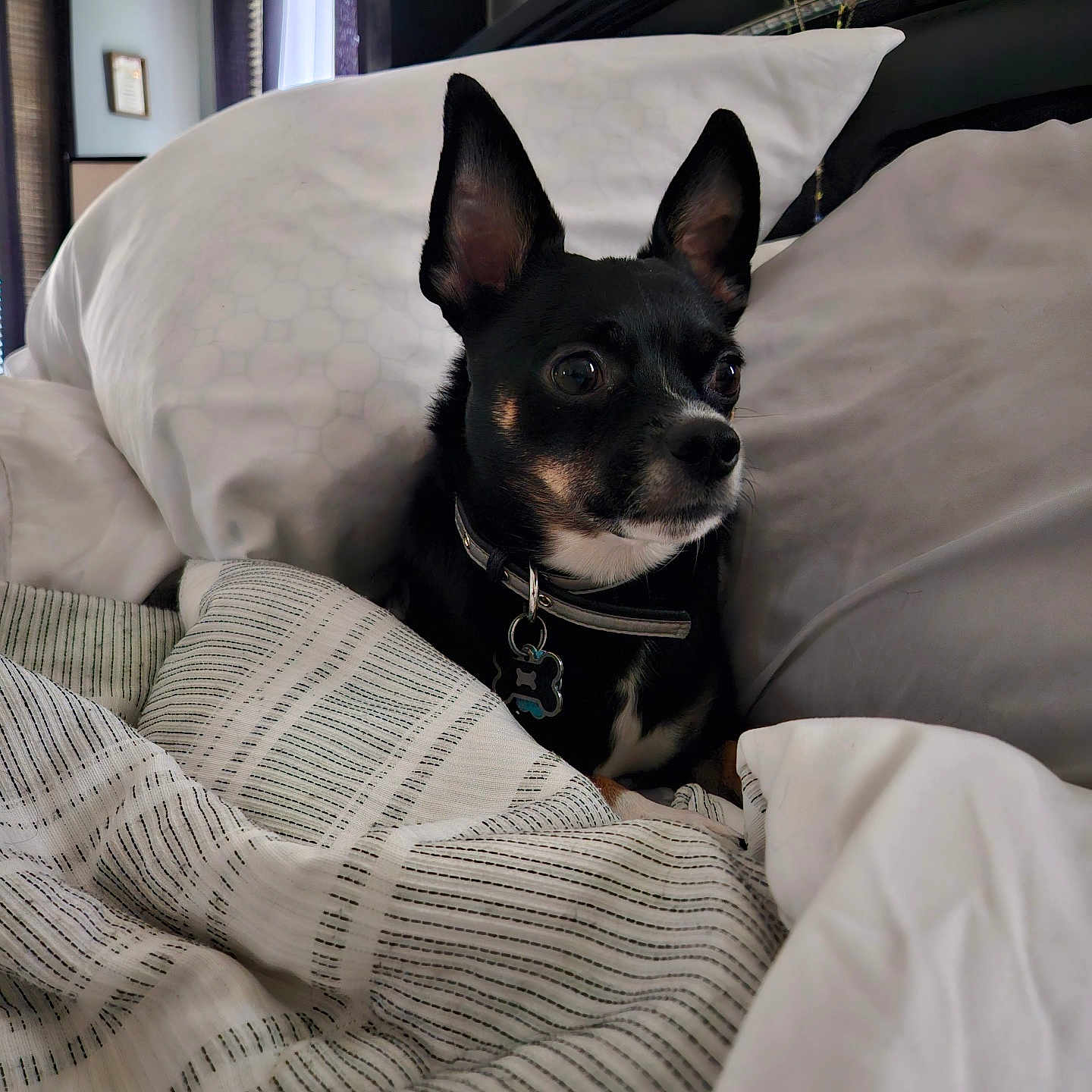 Jasper is registered to the contest to win money with this photo: alert, animal, bed, black_dog, blanket, collar, comfort, cozy, cute, cute_pet, dog, domestic_animal, fur, furniture, home, indoor, pet, pillow, resting, small_dog