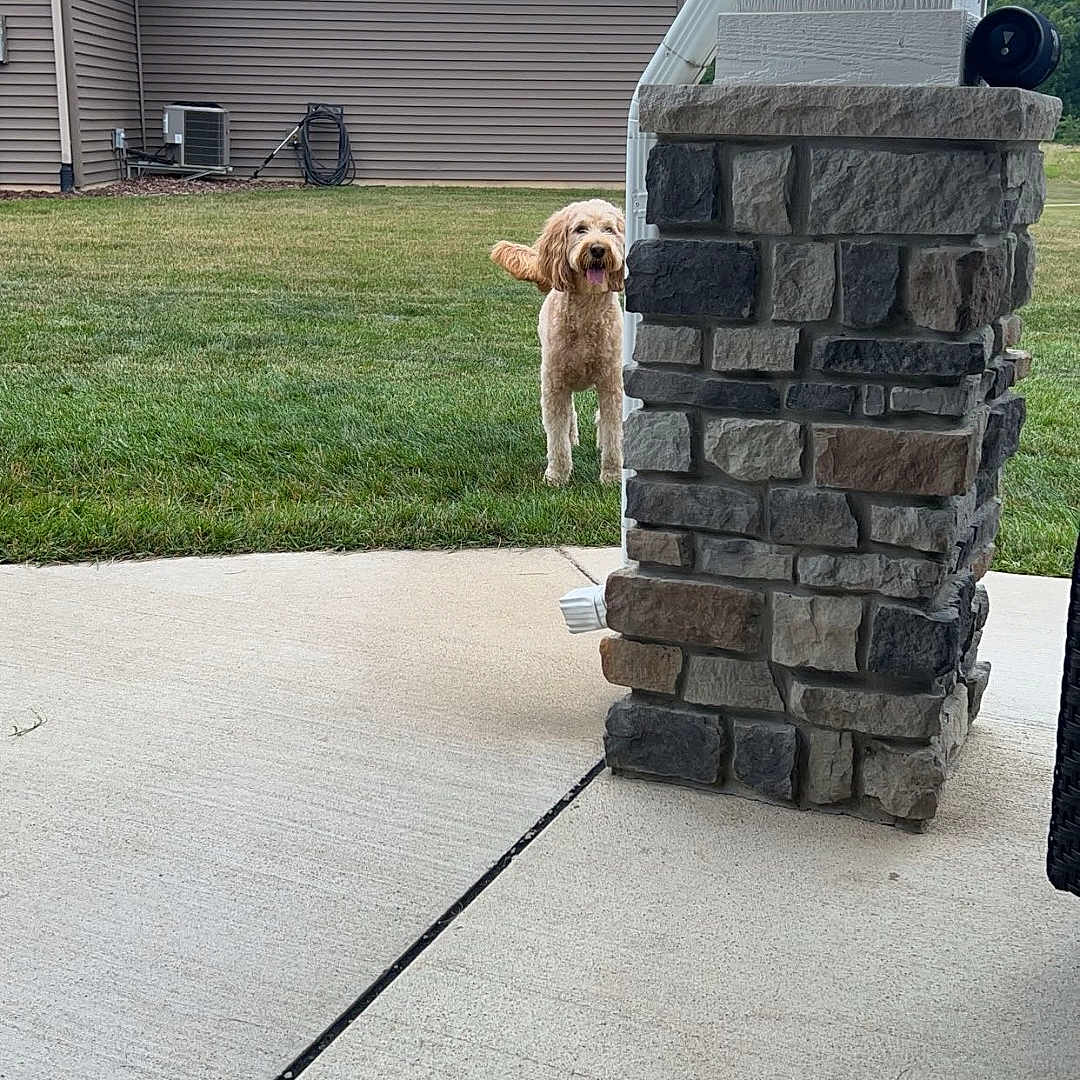 Honey joined the competition — help win amazing prizes! animal, architecture, backyard, building, canine, city, dog, grass, nature, outdoors, path, pet, plant, pottedplant, puppy, road, shelter, slate, summer, yard