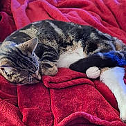 Spirit is registered to the contest to win money with this photo: animal, cat, comfort, cozy, curled_up, cute, domestic_cat, feline, fur, indoor, nap, paws, pet, red_blanket, relaxed, resting, sleeping, soft_texture, tabby_cat, whiskers