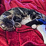 animal, cat, comfort, cozy, curled_up, cute, domestic_cat, feline, fur, indoor, nap, paws, pet, red_blanket, relaxed, resting, sleeping, soft_texture, tabby_cat, whiskers