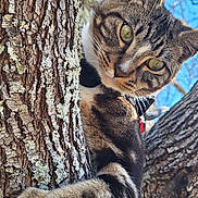 Spirit joined the competition — help win amazing prizes! cat, tabby, tree, bark, outdoor, nature, animal, pet, fur, whiskers, green_eyes, climbing, branch, sky, daylight, closeup, curious, playful, wildlife, mammal