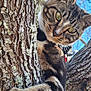 cat, tabby, tree, bark, outdoor, nature, animal, pet, fur, whiskers, green_eyes, climbing, branch, sky, daylight, closeup, curious, playful, wildlife, mammal