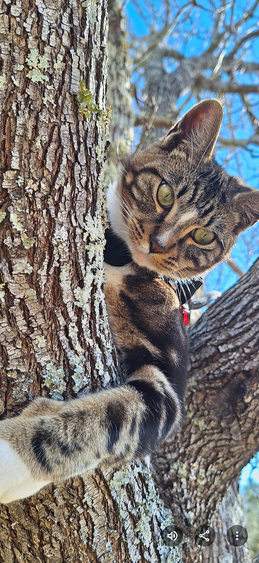 Spirit joined the competition — help win amazing prizes! cat, tabby, tree, bark, outdoor, nature, animal, pet, fur, whiskers, green_eyes, climbing, branch, sky, daylight, closeup, curious, playful, wildlife, mammal