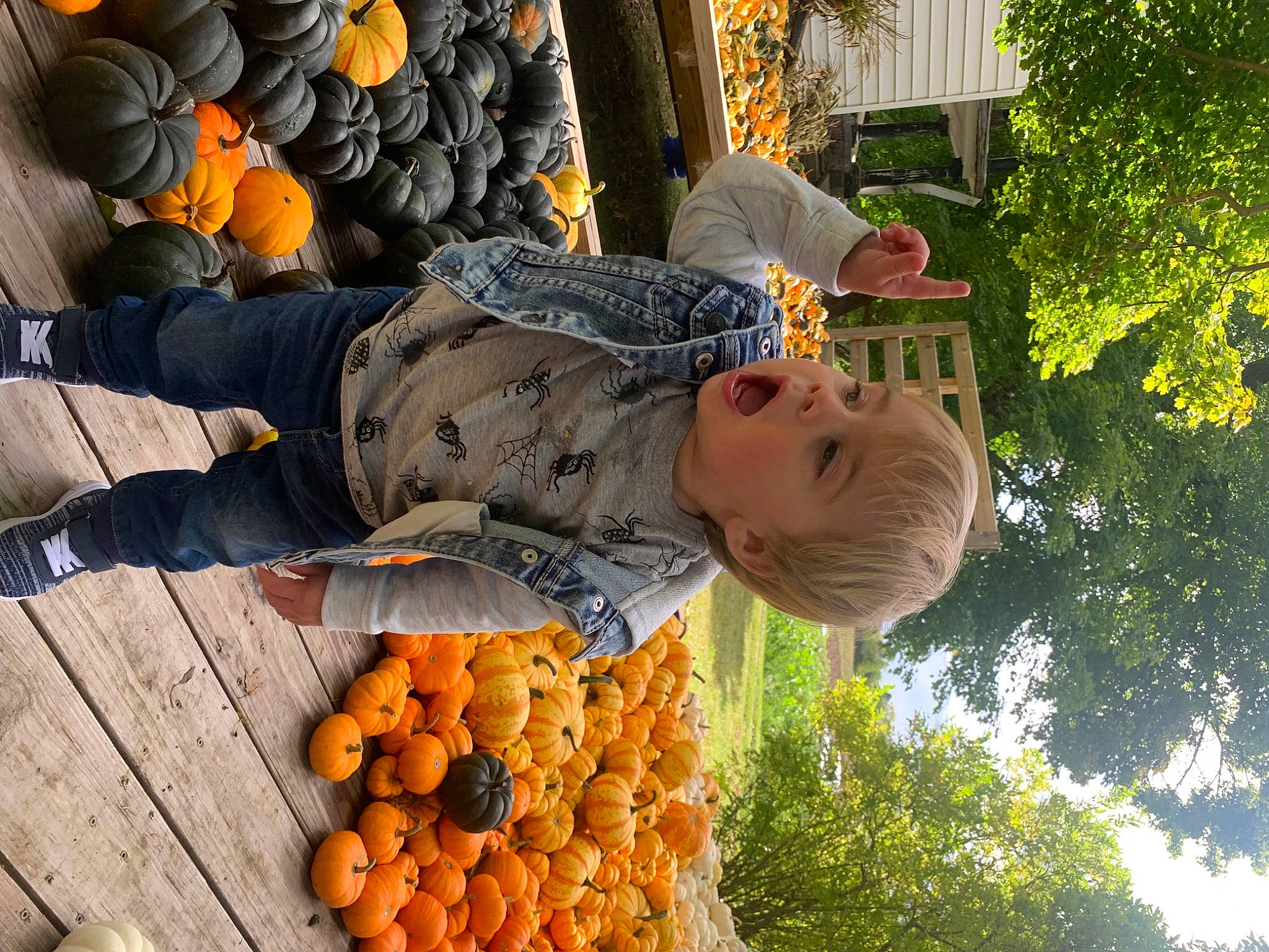 Lance is registered to the contest to win money with this photo: bitter_orange, calabaza, citrus, cucurbita, food, fruit, gourd, ingredient, natural_foods, orange, person, plant, produce, pumpkin, squash, tree, vegetable, whole_food, winter_squash, yellow