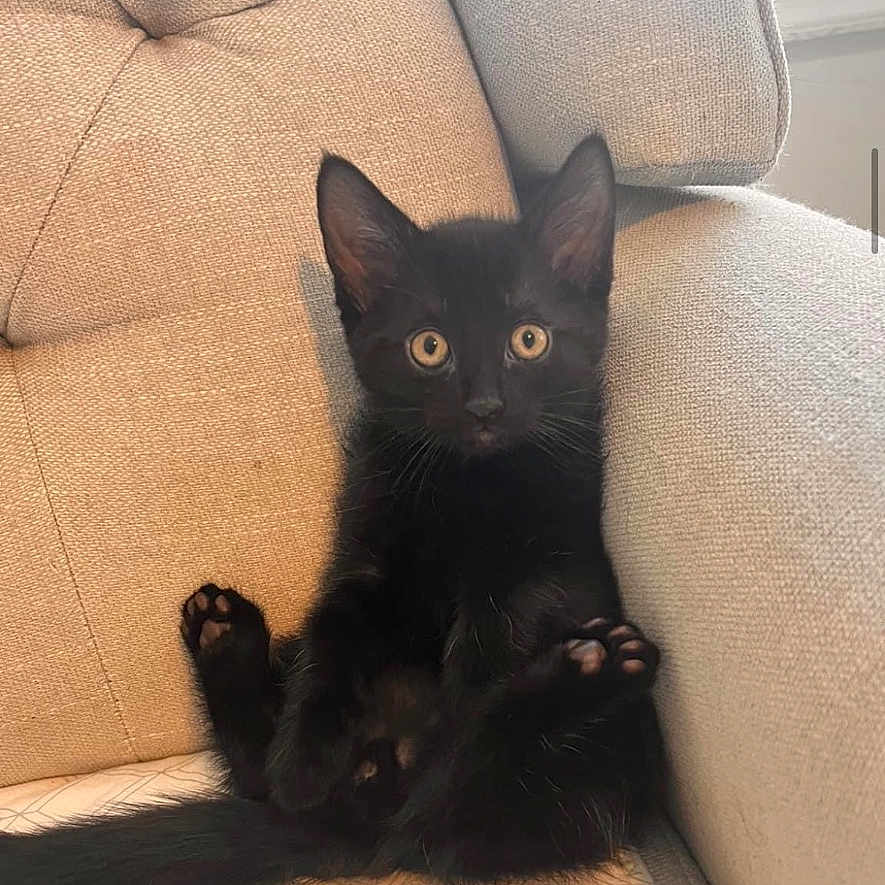 Leo joined the competition — help win amazing prizes! abyssinian, advertisement, animal, armchair, blackcat, cat, chair, computer, couch, cushion, egyptiancat, electronics, furniture, headrest, homedecor, kitten, manx, pc, pet, text