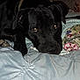 dog, black_dog, bed, blanket, pillow, indoor, pet, animal, lying_down, fur, collar, resting, cozy, domestic, cute, canine, sleepy, home, comfort, closeup