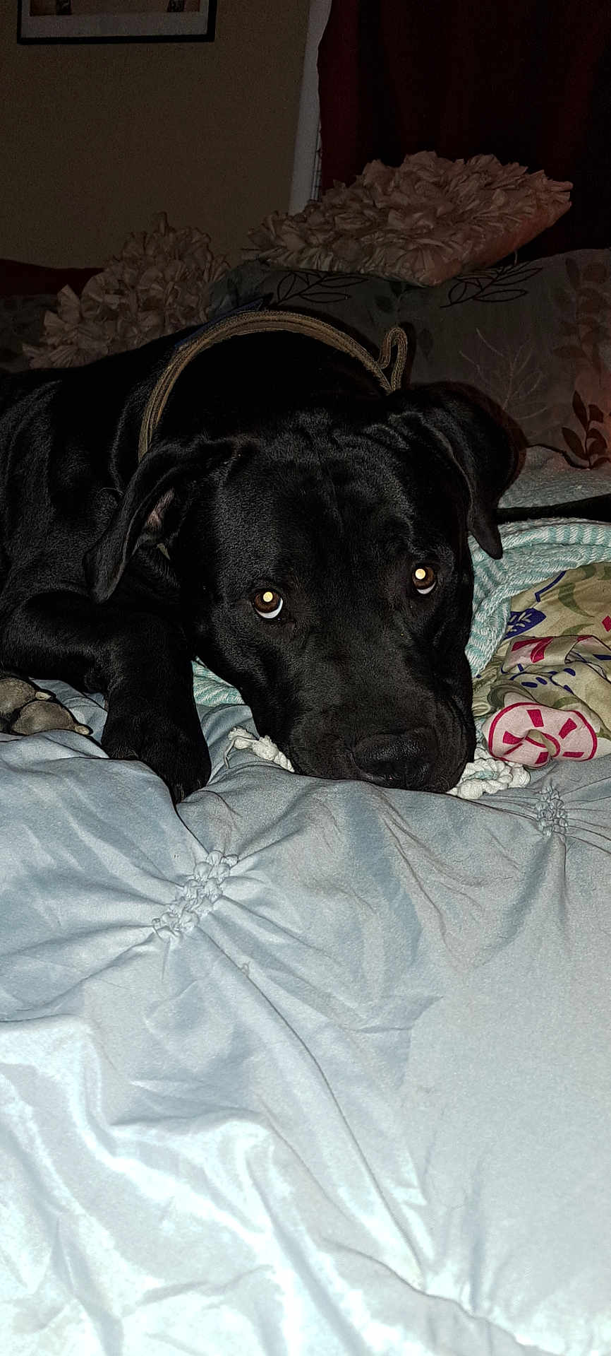 Woogie joined the competition — help win amazing prizes! dog, black_dog, bed, blanket, pillow, indoor, pet, animal, lying_down, fur, collar, resting, cozy, domestic, cute, canine, sleepy, home, comfort, closeup