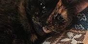 Spice joined the competition — help win amazing prizes! cat, tortoiseshell, pet, animal, feline, resting, blanket, pattern, fabric, closeup, indoor, cozy, cute, fur, whiskers, ears, relaxed, sleepy, laying, comfort