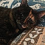 animal, blanket, cat, closeup, comfort, cozy, cute, ears, fabric, feline, fur, indoor, laying, pattern, pet, relaxed, resting, sleepy, tortoiseshell, whiskers