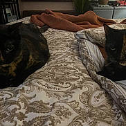 Spice is registered to the contest to win money with this photo: cat, tortoiseshell_cat, bed, blanket, pillow, indoor, pet, animal, feline, resting, patterned_bedspread, cozy, two_animals, quiet, domestic, fur, whiskers, eyes, relaxed, home