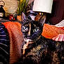Spice is registered to the contest to win money with this photo: cat, tortoiseshell_cat, pet, animal, feline, orange_blanket, indoor, lamp, plant, decor, cozy, fur, eyes, resting, close_up, portrait, household, comfort, striped_clothing, hand