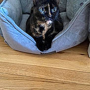 Pumpkin joined the competition — help win amazing prizes! cat, tortoiseshell, pet_bed, gray, wooden_floor, indoor, animal, feline, cute, resting, cozy, looking, ears, whiskers, fur, closeup, comfortable, home, domestic_cat, pet