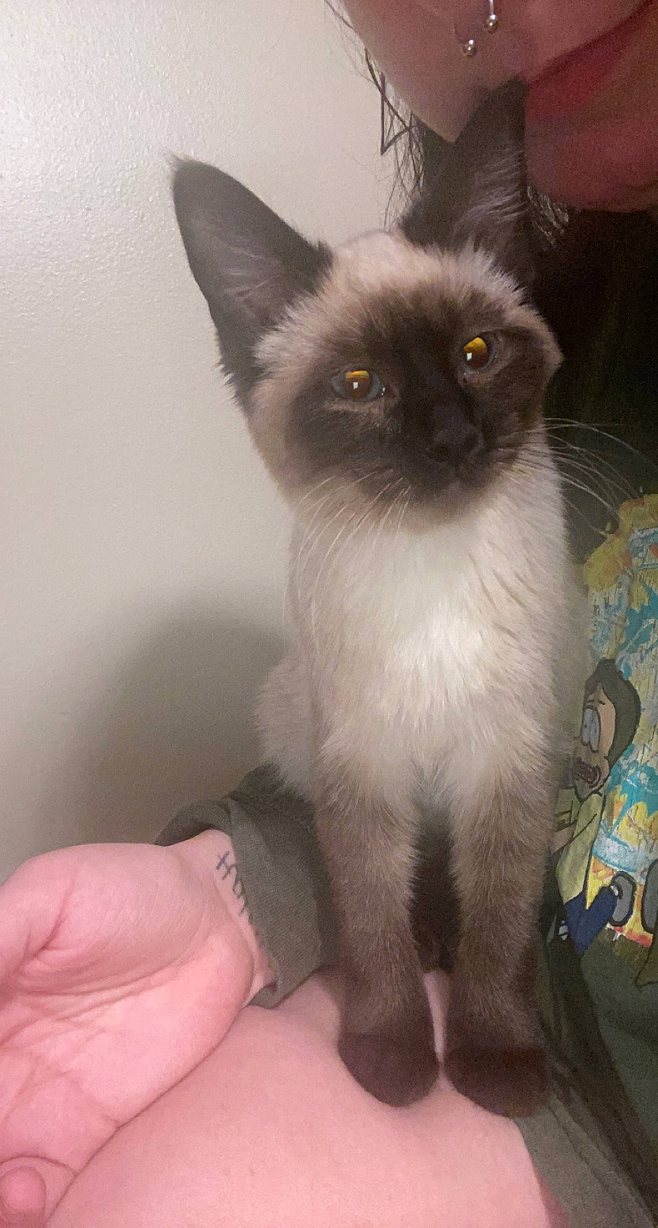 Boots is registered to the contest to win money with this photo: balinese, birman, carnivore, cat, domestic_short_haired_cat, fawn, felidae, flooring, foot, fur, nail, siamese, small_to_medium_sized_cats, snout, tail, terrestrial_animal, thai, whiskers