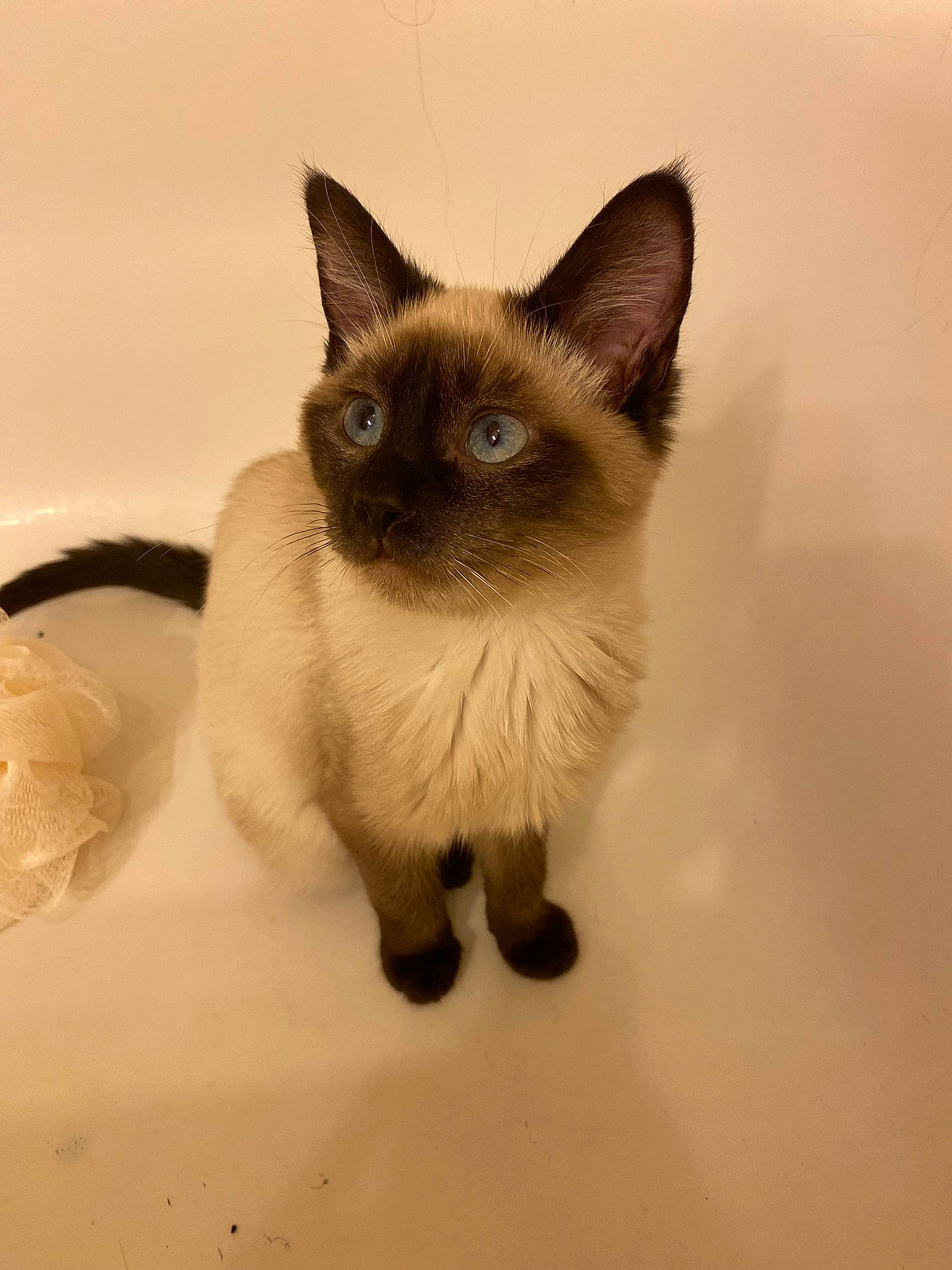 Boots is registered to the contest to win money with this photo: carnivore, cat, fawn, felidae, fur, head, siamese, small_to_medium_sized_cats, snout, tail, terrestrial_animal, whiskers