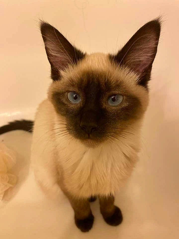 Boots joined the competition — help win amazing prizes! carnivore, cat, fawn, felidae, fur, iris, siamese, small_to_medium_sized_cats, snout, symmetry, whiskers