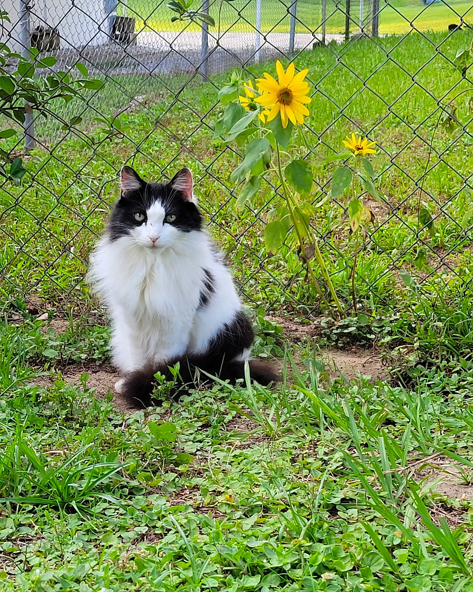Alli is registered to the contest to win money with this photo: annual_plant, british_longhair, carnivore, cat, felidae, fence, flower, flowering_plant, fur, grass, grassland, groundcover, herbaceous_plant, plant, prairie, sitting, small_to_medium_sized_cats, tail, terrestrial_animal, whiskers