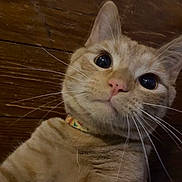 Peanut joined the competition — help win amazing prizes! animal, cat, closeup, collar, curious, cute, domestic_cat, face, feline, floor, fur, indoor, looking_at_camera, orange_tabby, pet, portrait, whiskers, wide_eyes, wood, young_cat