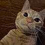 animal, cat, closeup, collar, curious, cute, domestic_cat, face, feline, floor, fur, indoor, looking_at_camera, orange_tabby, pet, portrait, whiskers, wide_eyes, wood, young_cat
