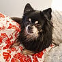 animal, black_dog, blanket, comfort, couch, cozy, cute, dog, domestic_animal, ears, face, floral_pattern, fluffy, fur, home, indoor, looking, pet, resting, small_dog