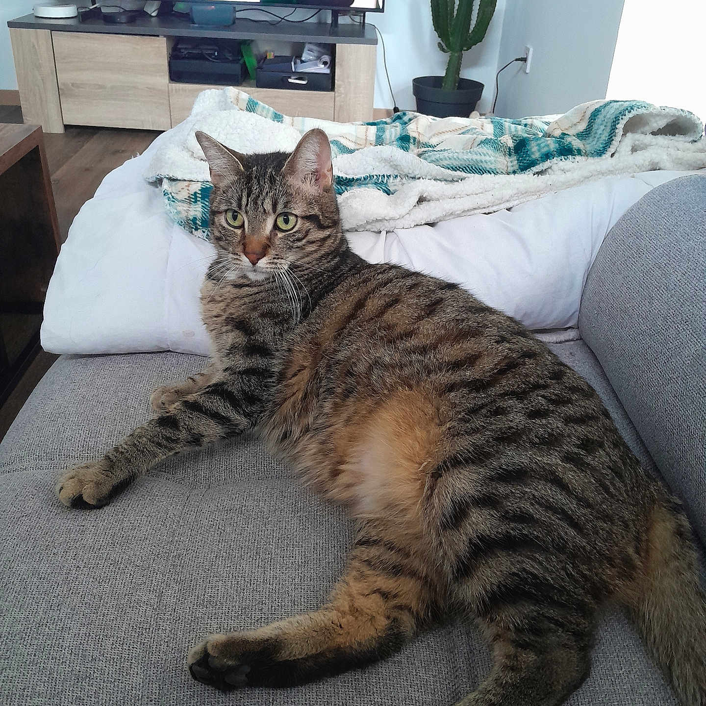 Quiky a rejoint le concours — aidez-le/la à gagner de superbes lots ! animal, blanket, cactus, cat, couch, cozy, curious, domestic, feline, fur, furniture, home, indoor, living_room, pet, relaxed, resting, striped, tabby, television