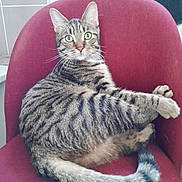 Quicky a rejoint le concours — aidez-le/la à gagner de superbes lots ! cat, tabby_cat, striped_fur, green_eyes, chair, red_chair, indoor, feline, pet, animal, relaxed, curious, whiskers, tail, paws, fur, domestic_cat, household, cozy, lounge