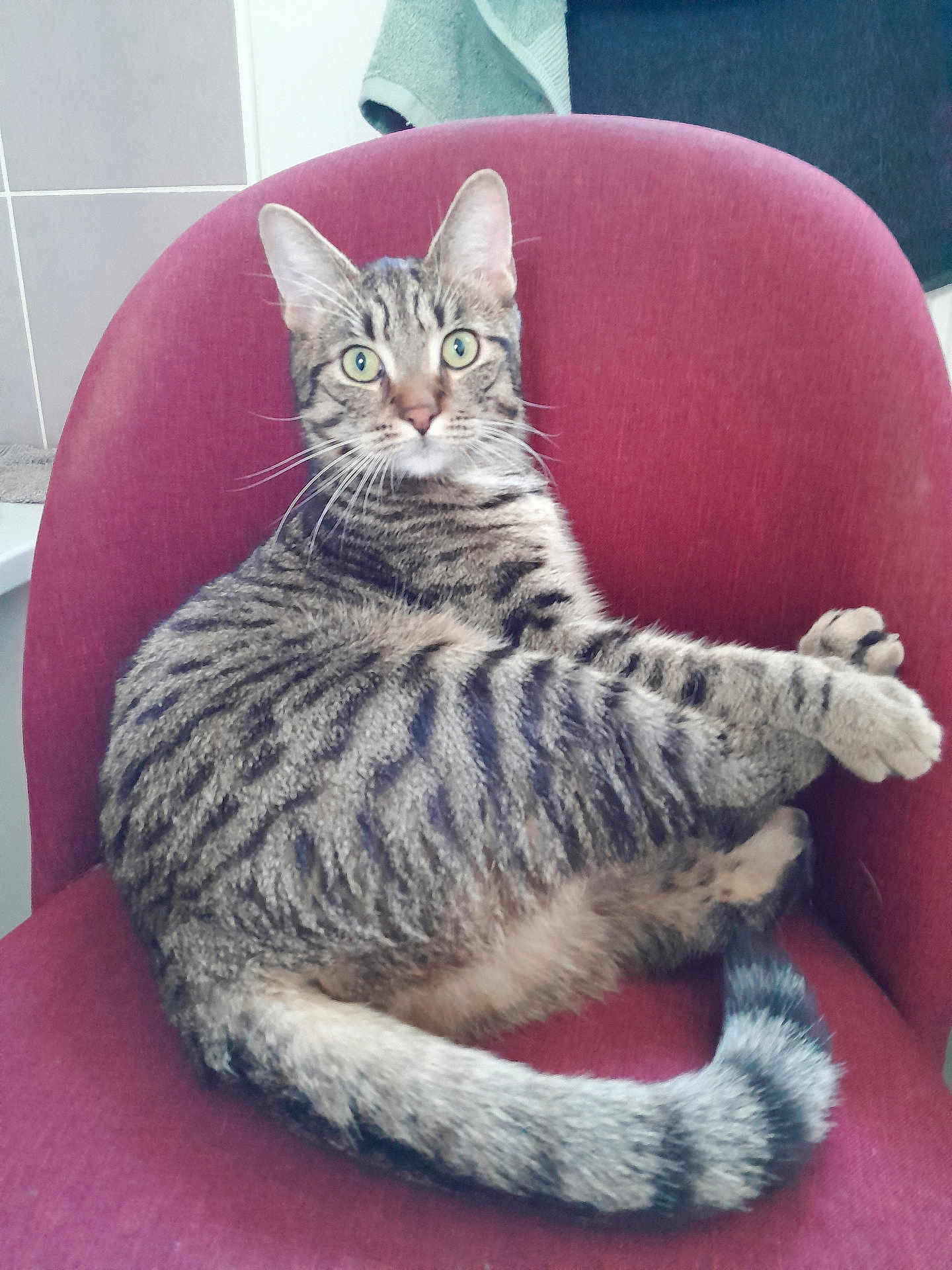 Quicky a rejoint le concours — aidez-le/la à gagner de superbes lots ! cat, tabby_cat, striped_fur, green_eyes, chair, red_chair, indoor, feline, pet, animal, relaxed, curious, whiskers, tail, paws, fur, domestic_cat, household, cozy, lounge