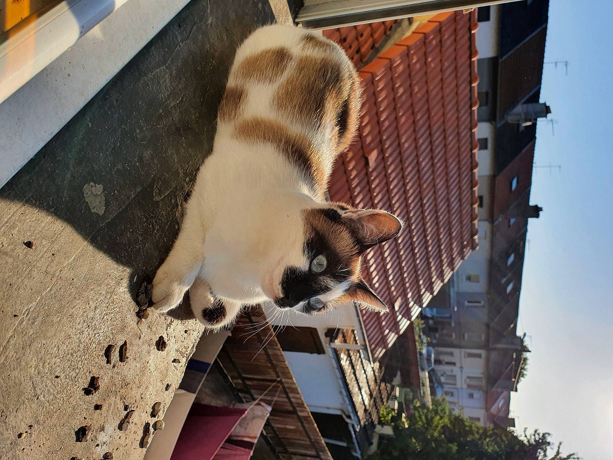 Chewie a rejoint le concours — aidez-le/la à gagner de superbes lots ! animal_shelter, building, carnivore, cat, companion_dog, dog_breed, domestic_short_haired_cat, fawn, felidae, fur, pet_supply, sky, small_to_medium_sized_cats, snout, sporting_group, tail, tree, whiskers, window, wood