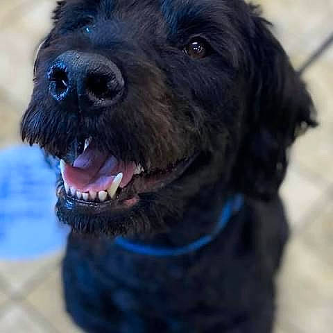 Hank joined the competition — help win amazing prizes! borador, canidae, carnivore, collar, companion_dog, dog, dog_breed, dog_collar, electric_blue, fur, liver, non_sporting_group, snout, sporting_group, terrestrial_animal, whiskers, working_animal