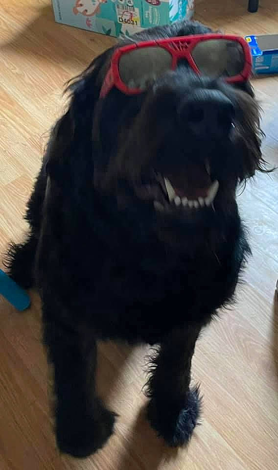 Hank joined the competition — help win amazing prizes! canidae, carnivore, collar, companion_dog, dog, dog_breed, dog_collar, fang, flooring, fur, giant_dog_breed, hardwood, liver, snout, sporting_group, tail, terrestrial_animal, whiskers, working_animal, working_dog