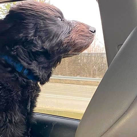Hank joined the competition — help win amazing prizes! automotive_mirror, automotive_window_part, canidae, car, carnivore, companion_dog, dog, dog_breed, fur, guard_dog, gun_dog, liver, snout, sporting_group, tints_and_shades, vehicle, vehicle_door, window, windshield, working_dog