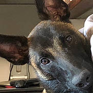 Tchoopy a rejoint le concours — aidez-le/la à gagner de superbes lots ! canidae, carnivore, dog, dog_breed, ear, feist, formosan_mountain_dog, mammal, snout, vertebrate, whiskers