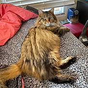 Kiki joined the competition — help win amazing prizes! cat, tabby, fluffy, pet, indoor, bed, blanket, window, blinds, furniture, cozy, relaxed, fur, animal, domestic, resting, pink, gray, soft, tail