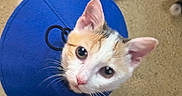 Pumpkin joined the competition — help win amazing prizes! animal, blue, carpet, cat, close_up, cone_collar, curious, cute, domestic, ears, feline, foot, indoor, jeans, looking_up, pet, sock, tail, whiskers, young_cat