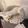 Pumpkin joined the competition — help win amazing prizes! animal, cat, comfortable, cozy, cute, domestic_cat, feline, fluffy, fur, home, indoor, lying_down, pet_bed, plush, relaxed, resting, sleepy, soft, stretching, white_cat