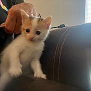 Pumpkin is registered to the contest to win money with this photo: animal, black, blur, cat, curious, cute, furry, hand, indoor, kitten, leather, light, orange, pet, small, string, toy, white, window, young