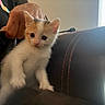 animal, black, blur, cat, curious, cute, furry, hand, indoor, kitten, leather, light, orange, pet, small, string, toy, white, window, young