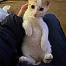 Pumpkin is registered to the contest to win money with this photo: animal, background, cat, clothing, cozy, curious, cute, eyes, fur, hand, indoor, kitten, lap, orange, person, pet, small, soft, white, young