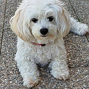Chipie participe au concours pour gagner de l'argent avec cette photo : animal, canine, closeup, collar, companion, curly_fur, cute, dog, domestic_animal, friendly, fur, lying_down, outdoor, pavement, pet, portrait, relaxed, small_dog, stone, white_dog
